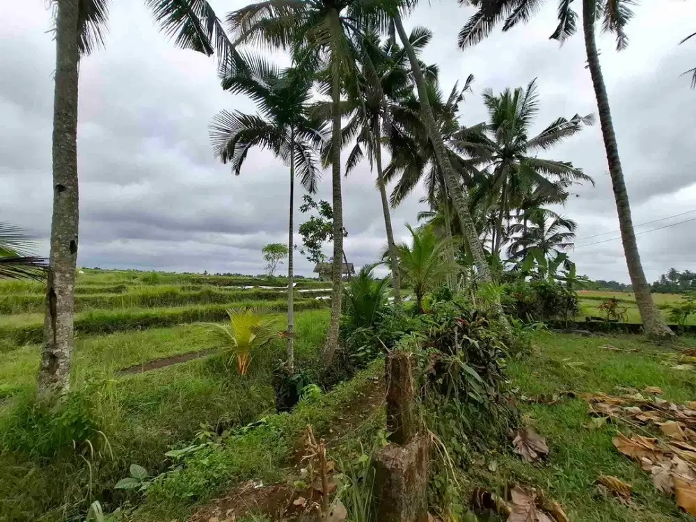 tanah kebun luasan kecil view sawah