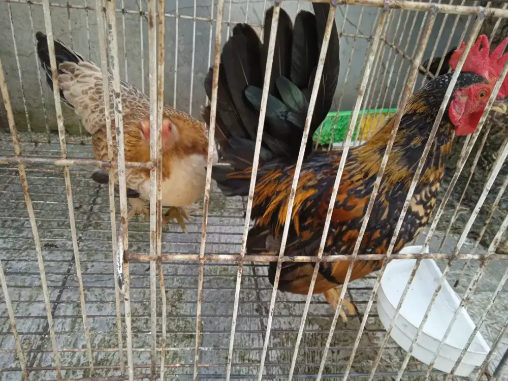 Sepasang ayam Kate warna bagus kaya batik usia 5 bulan