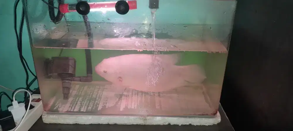 Jual aquarium bending optic full set dan ikan