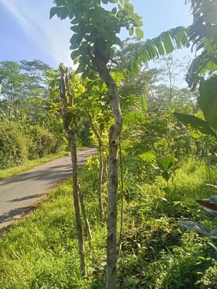 Tanah kebun murah temanggung