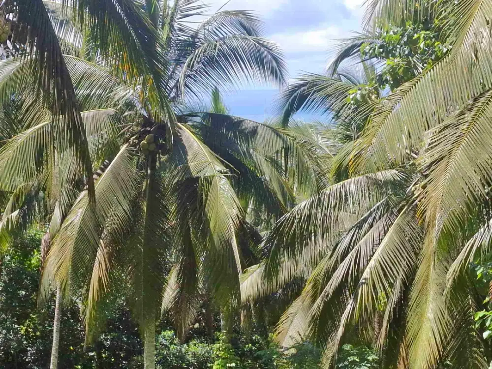 tanah kebun view laut