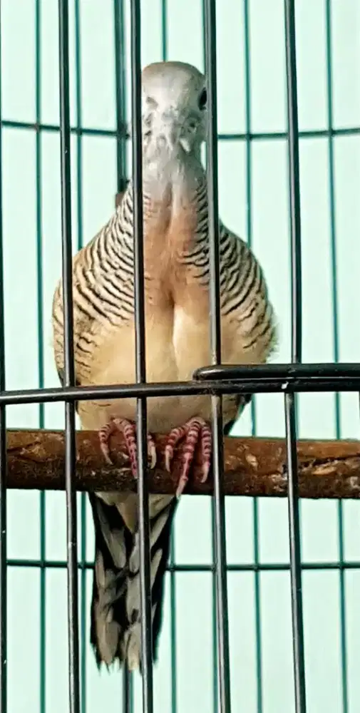 Jual murah perkutut Bangkok remaja klaw bunyi pagi siang sore vidio WA