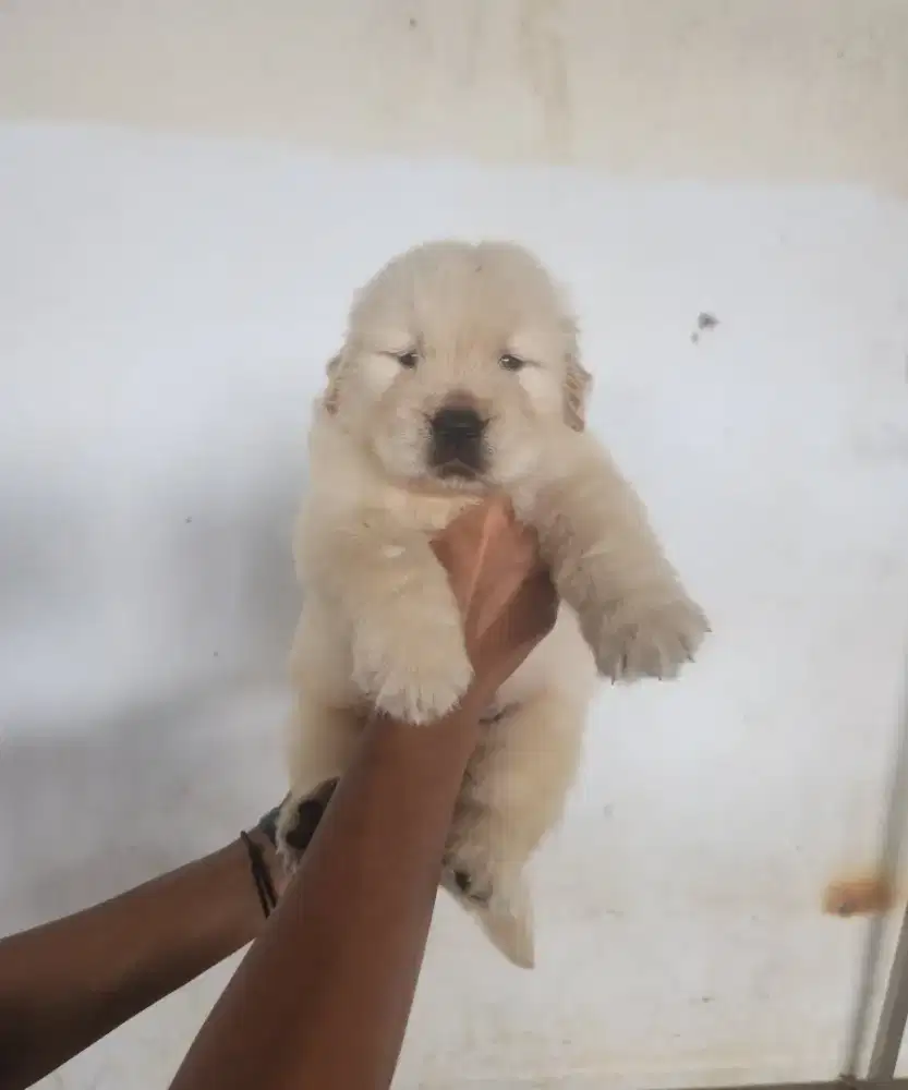 Golden Retriever 1 Bulan 2minggu Male Female Big Bone Stmbum Microchip