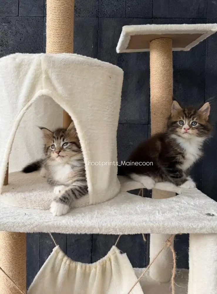 Kitten Mainecoon Kucing Maine Coon