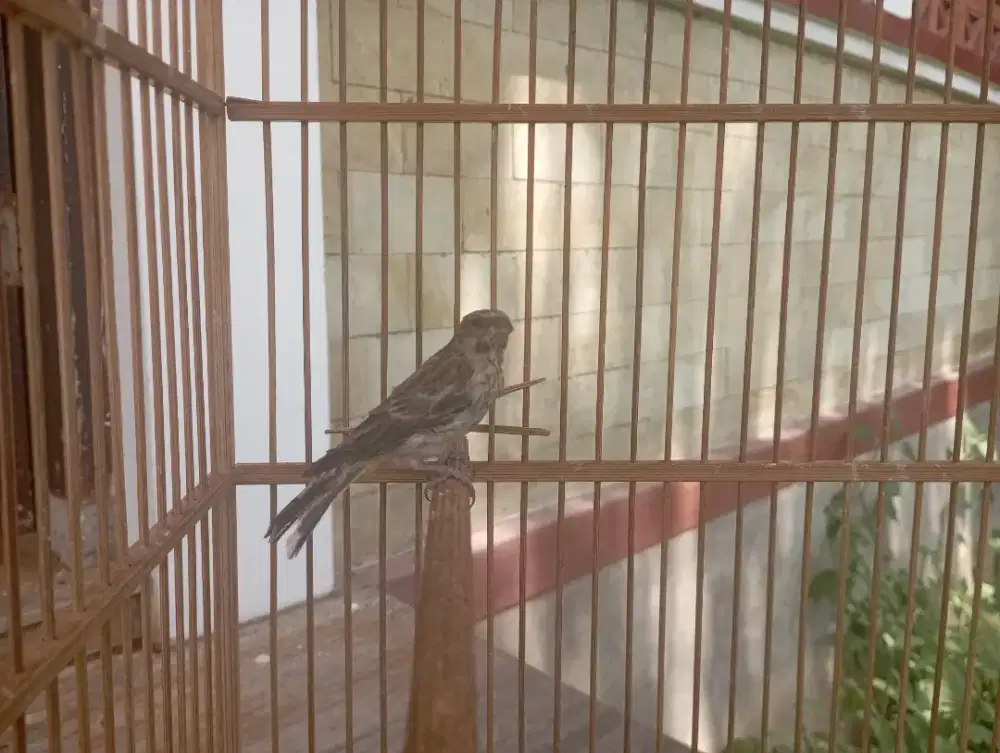 Burung Blackthroat Anak Jaminan Jantan Sudah Bunyi