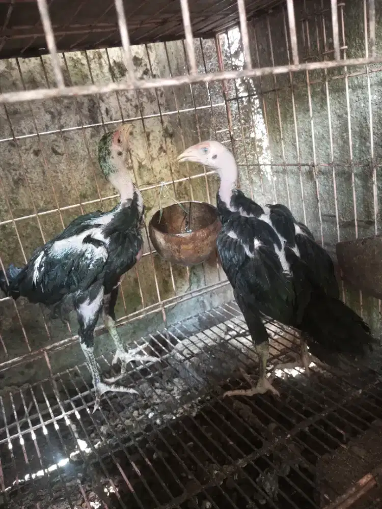 ayam bangkok 3 bulan