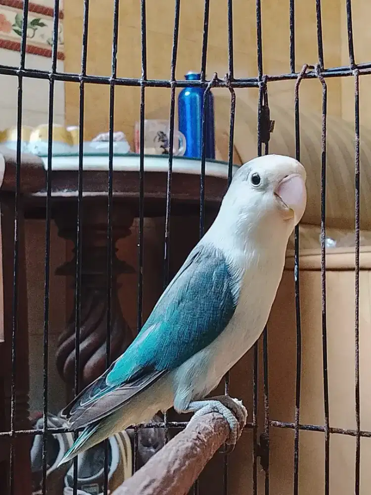 BURUNG LOVEBIRD EWING BLUE RAJIN NGEKEK