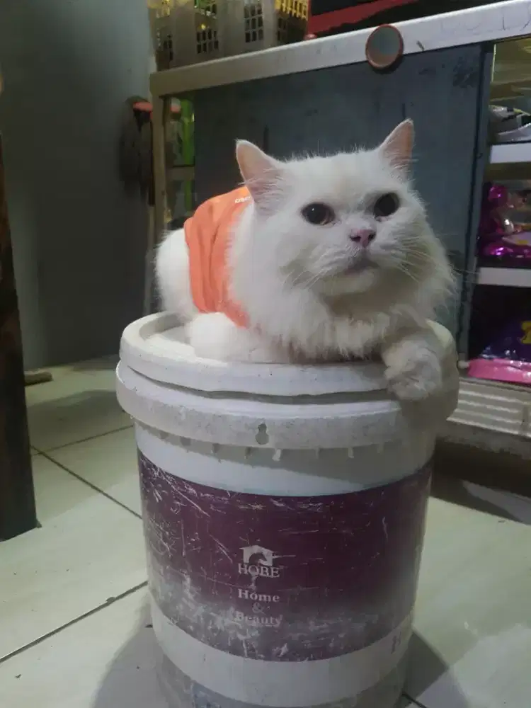 JUAL CEPAT : Kucing Persia Putih Solid BETINA