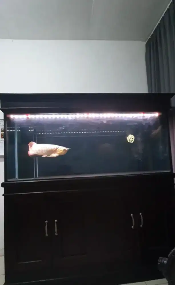 Arwana SR sertifikat