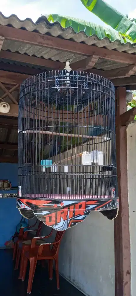 Sangkar burung murai no 2 ORIQ