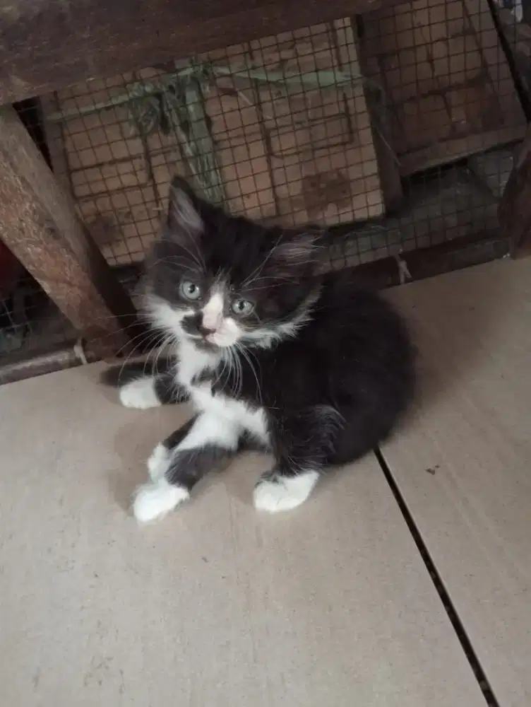 Kitten  Persia medium