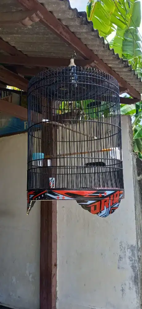 Burung murai no 2 ORIQ