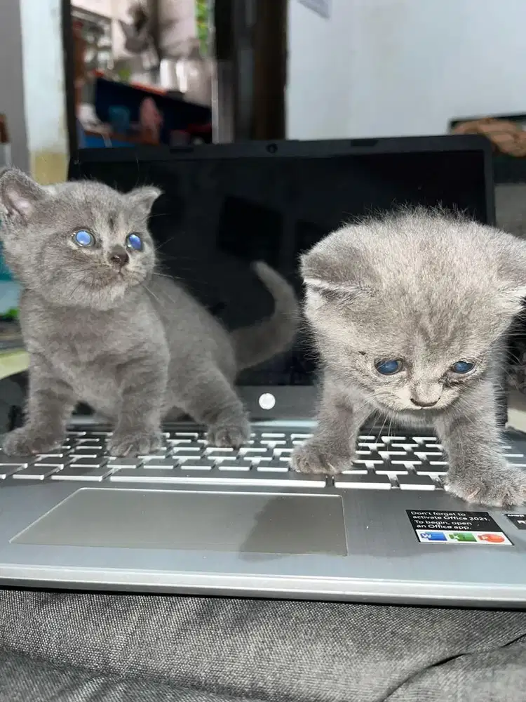 kitten bsh usia 2 bln