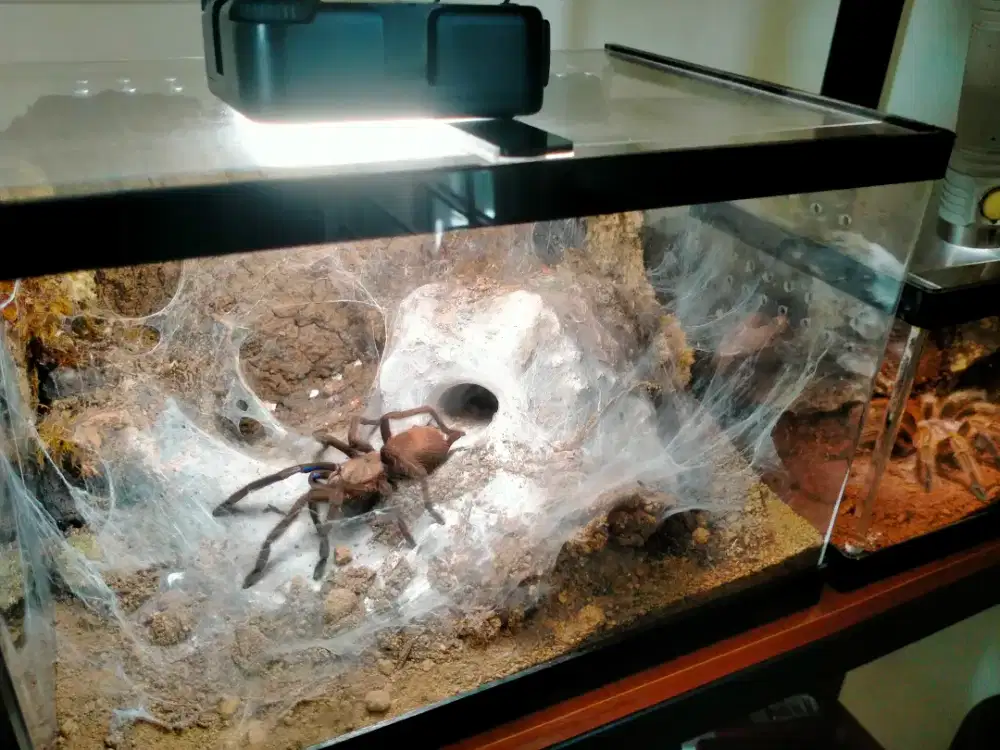 Tarantula 16 ekor paket lengkap sama kandang