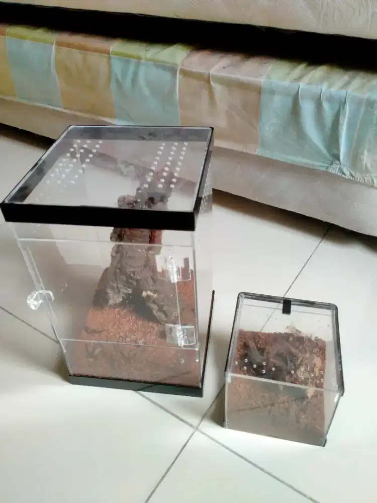 Tarantula 13 ekor paket lengkap sama kandang