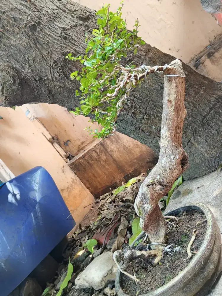 Hoki Bunga Batang Tua