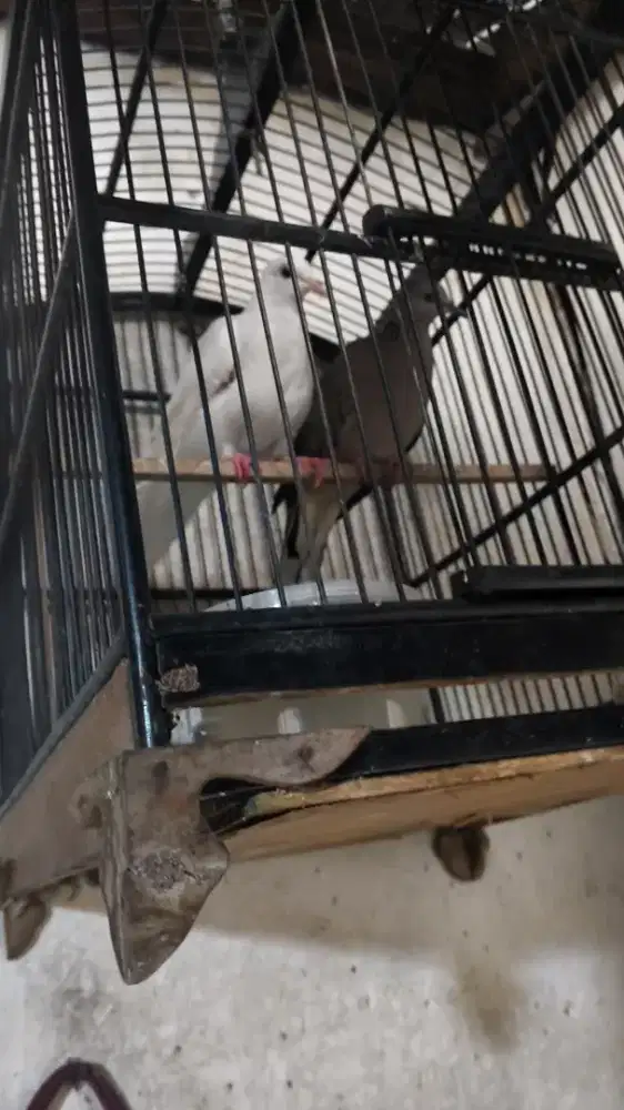 Tekukur sepasang kuk 5 jantan wild dan putih bersih kuk2 sandungn