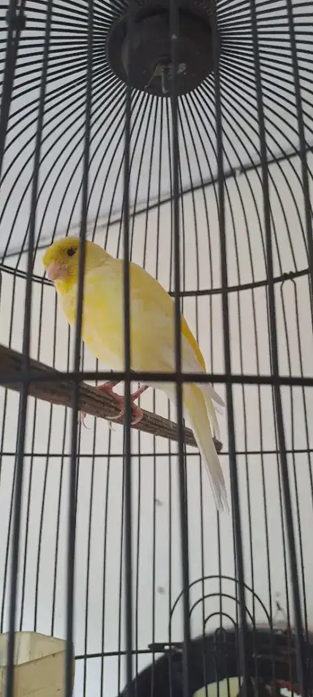 Kenari AF baru beres mabung