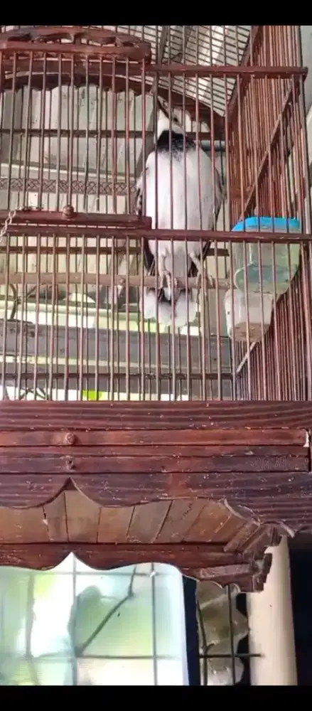 Jalak hongkong mulus gacorrr