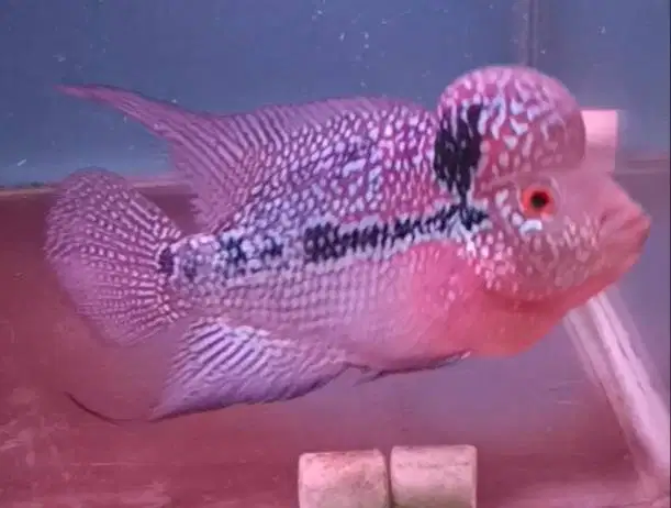 ikan louhan srd mix kamfa di medan.