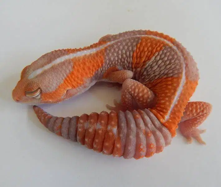 African Fat Tailed Gecko - Aneka Morph