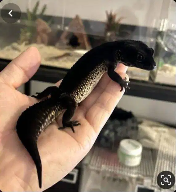 Leopard Gecko - Aneka Morph dan Harga