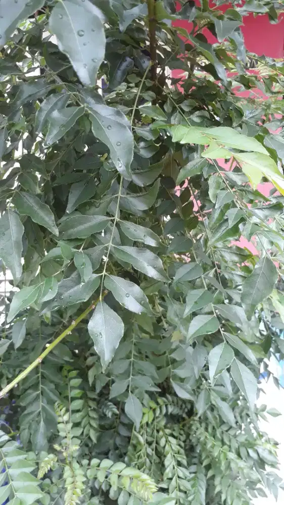 Daun kari atau salam koja