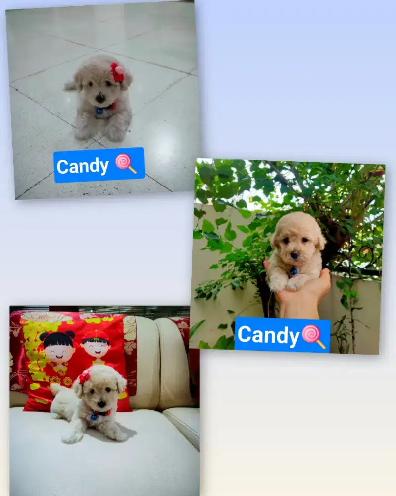 Female Light Apricot/Fawn Toy Poodle