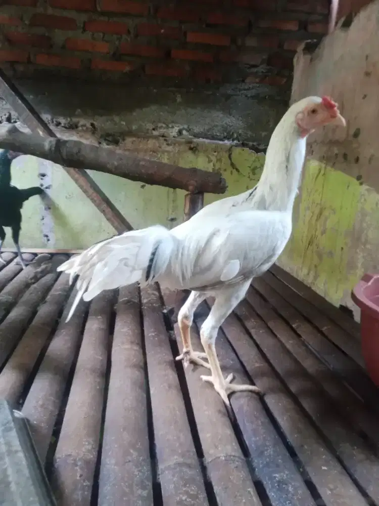 Ayam kampung 3 ekor