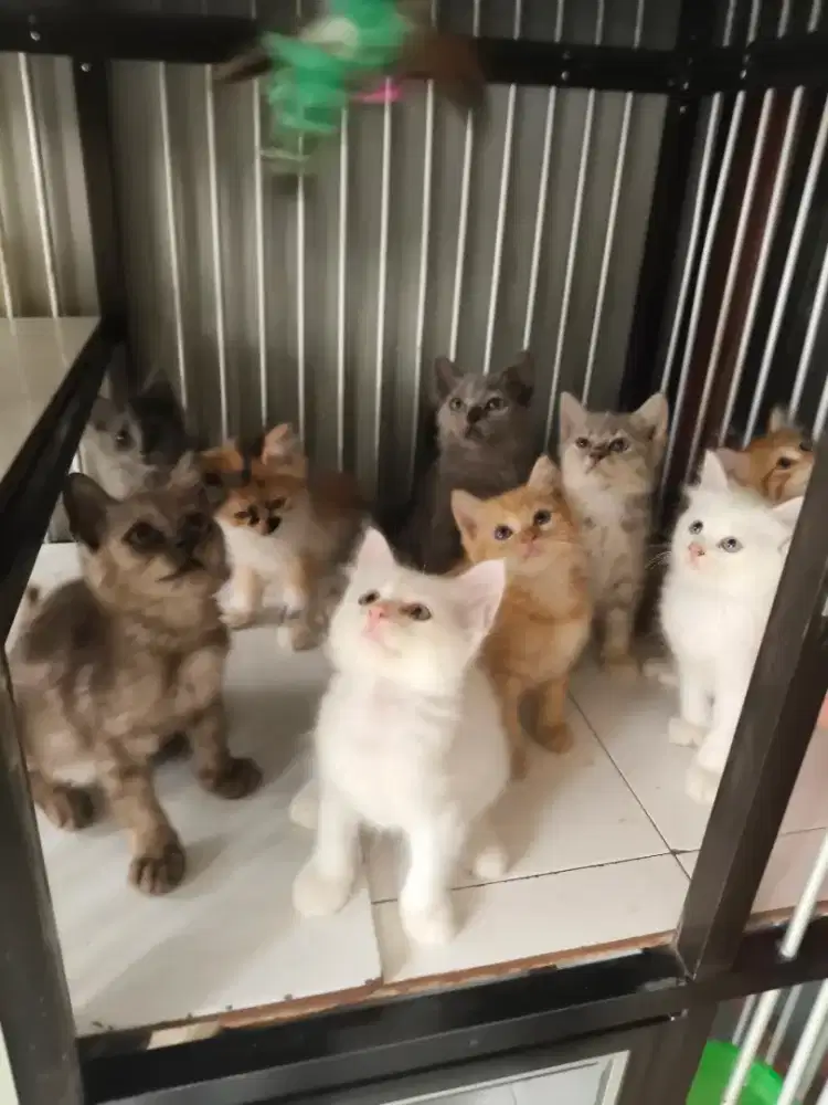 Persia jantan-betina 2,5 bulan