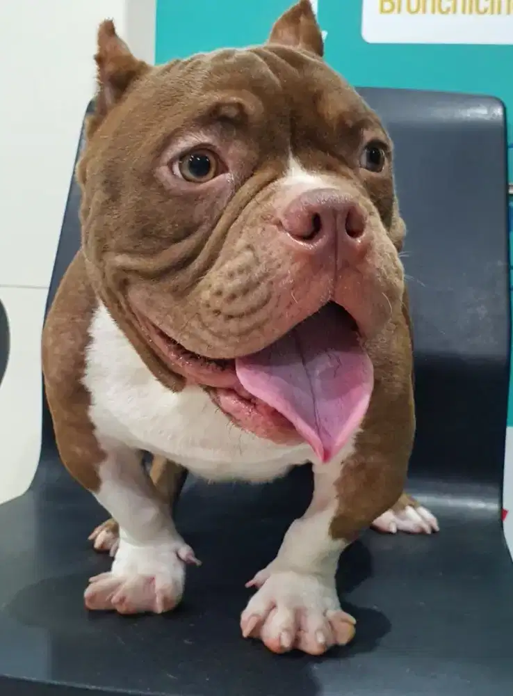 American Bully Exotic