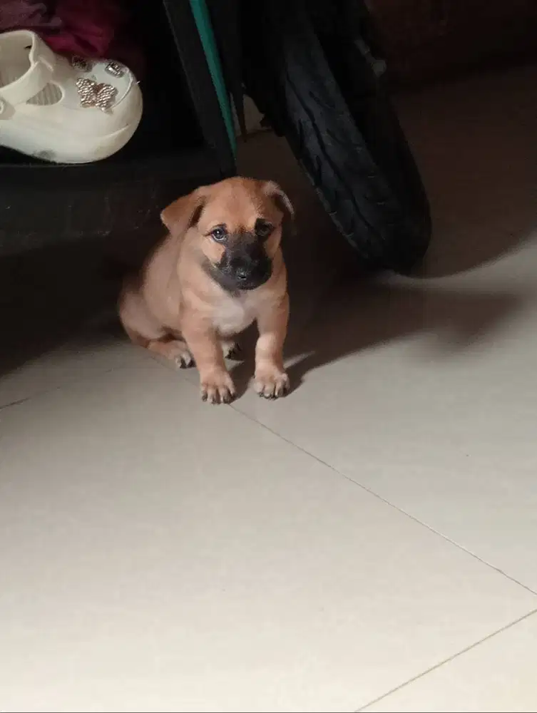 Jual Cepat Anak Anjing