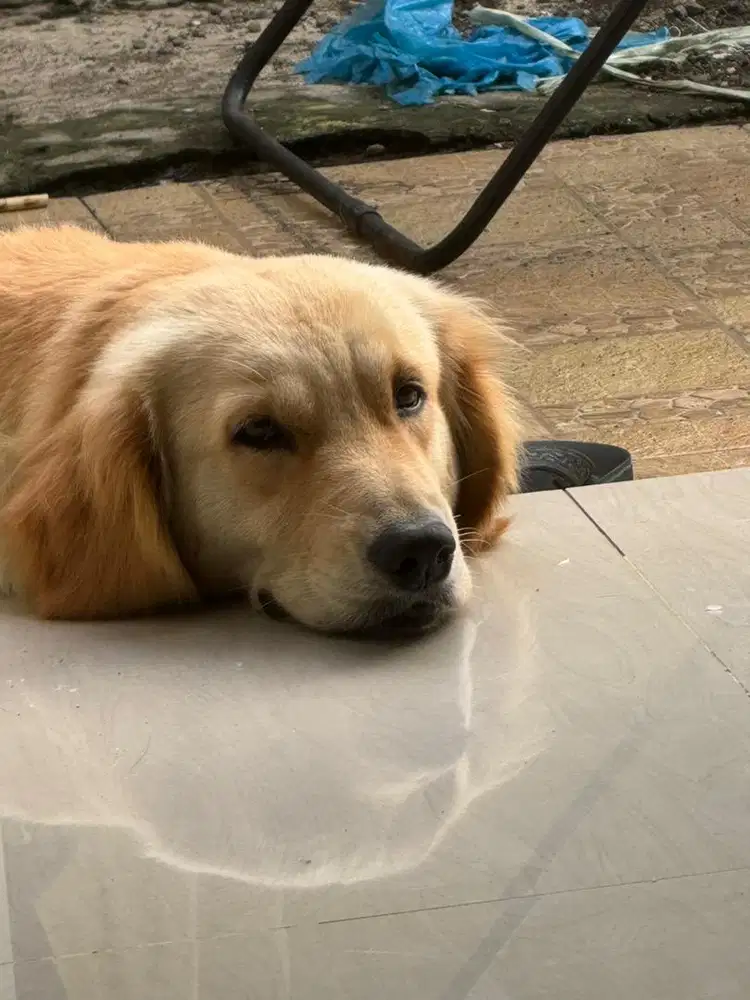 Golden retriever pure betina umur 2 tahun 6 bulan sudah vaksin