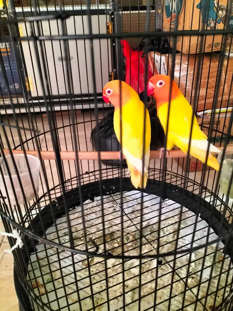 Lovebird paud warna kuning