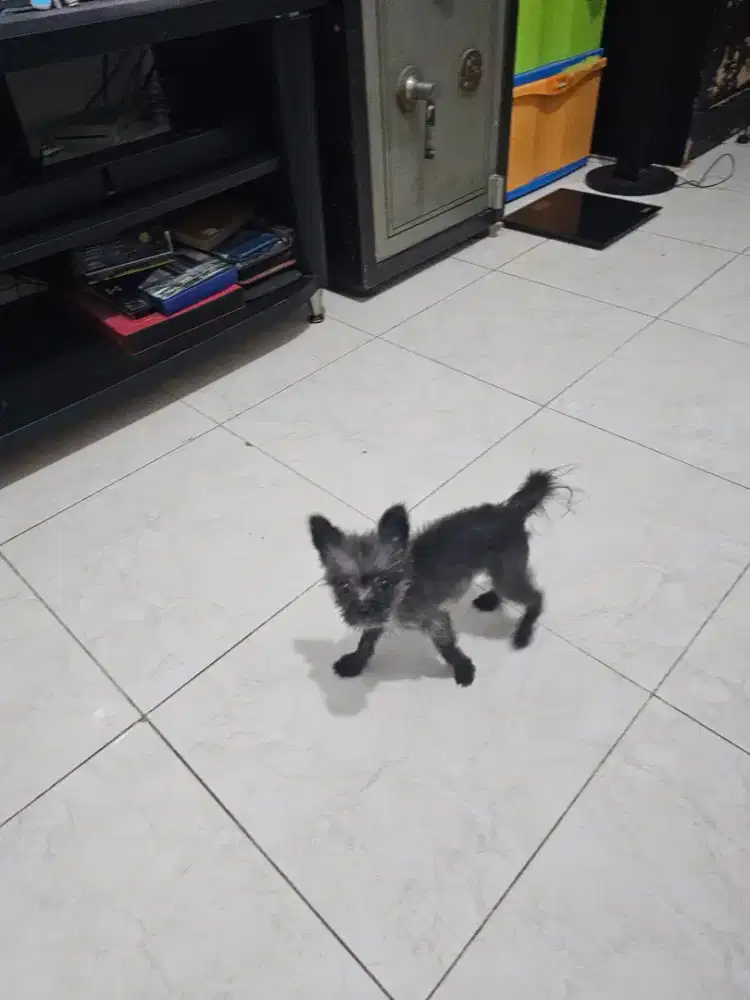 Pomopoo (mix poodle n pom)