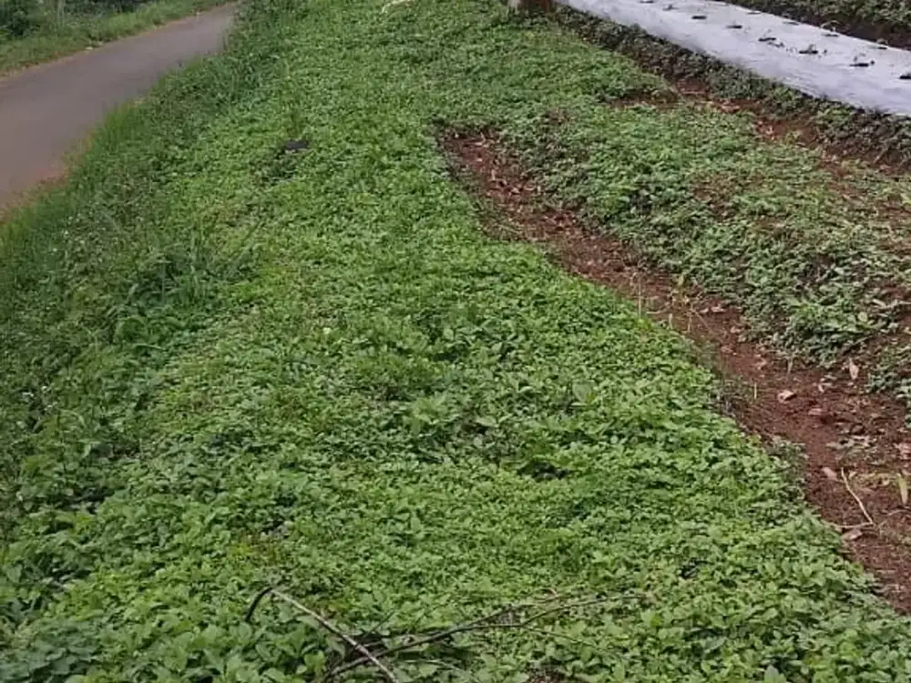 KAVLING LUAS STRATEGIS POSISI BAGUS SEJUK SIAP BANGUN DI SUMEDANG