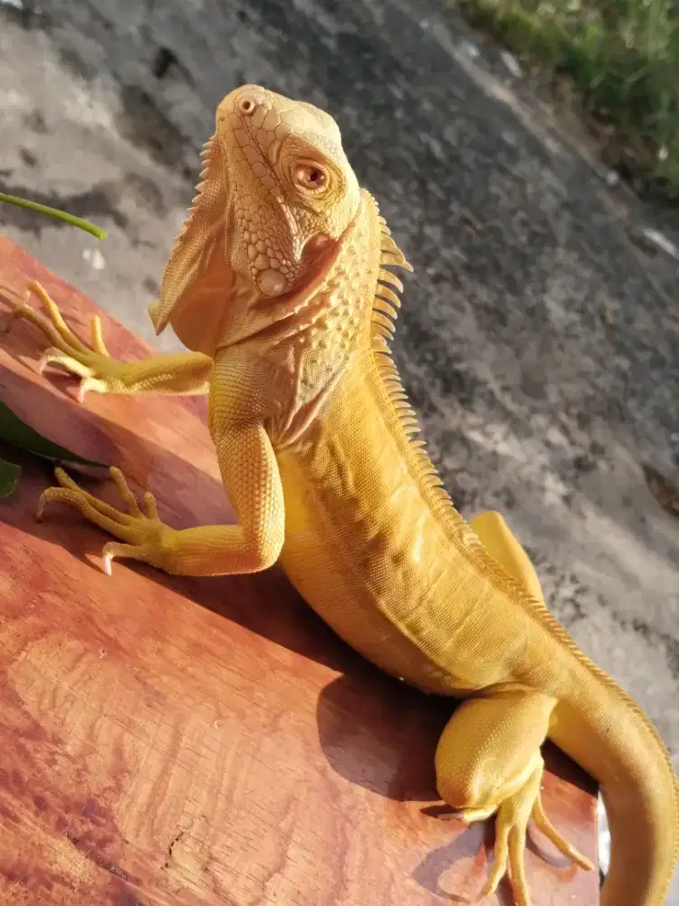 Iguana green albino