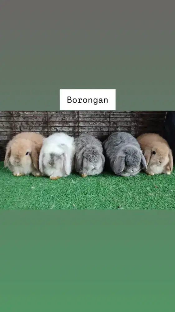 Kelinci Hollandlop jr