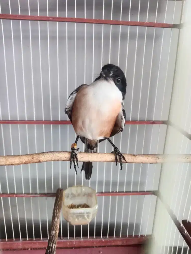 Edisi mau mudik jual cpat pntet mira dri kcil pke ring fulset msi muda