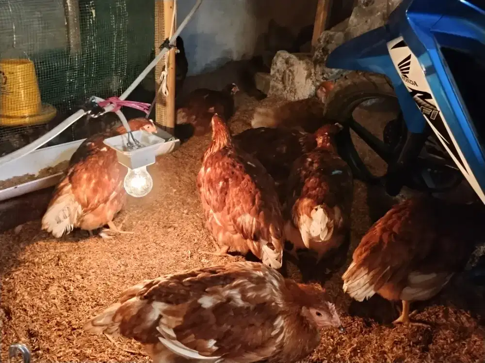 Ayam petelur 16 minggu