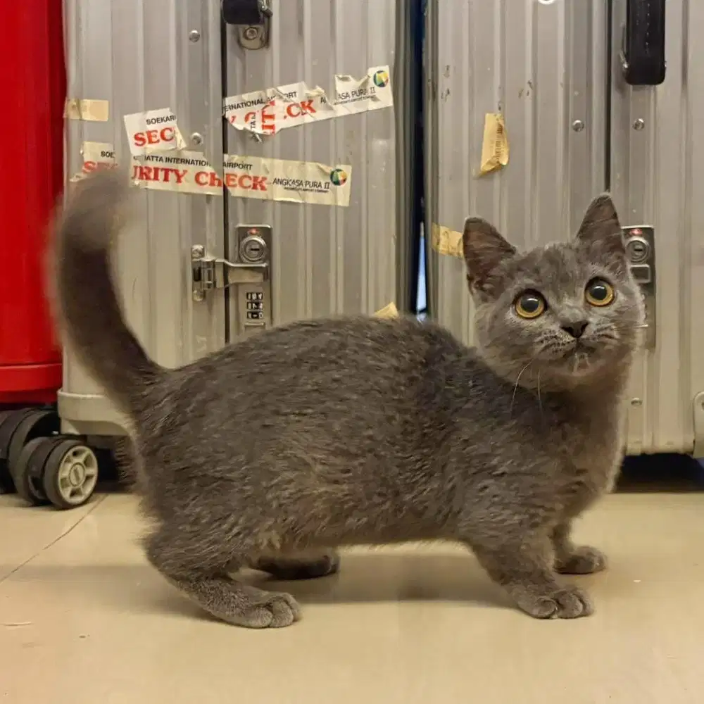 Kitten British x Munchkin