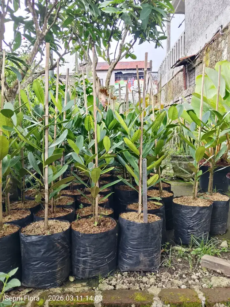 JUAL TANAMAN GRASENIA ( GRACINIA )