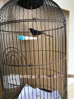 Burung Murai MH pastol kaki hitam