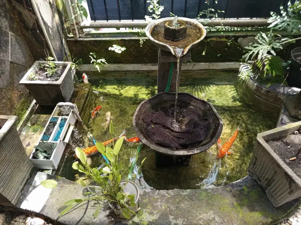 Dijual cpt 11 ekor ikan koi dan 2 buah filter bisa nego