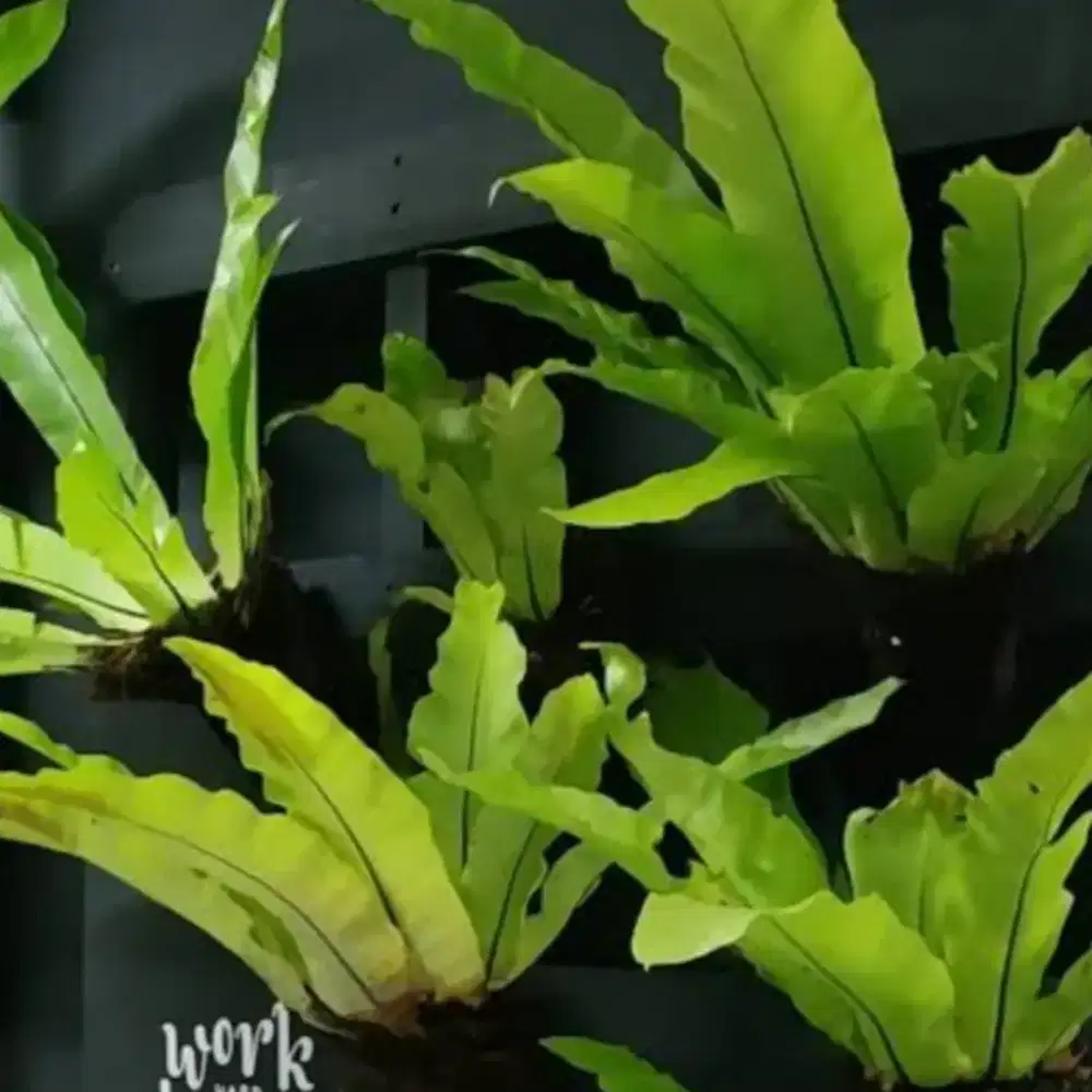 Jual kadaka sarang burung