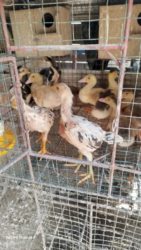 Ayam Bangkok x Magon