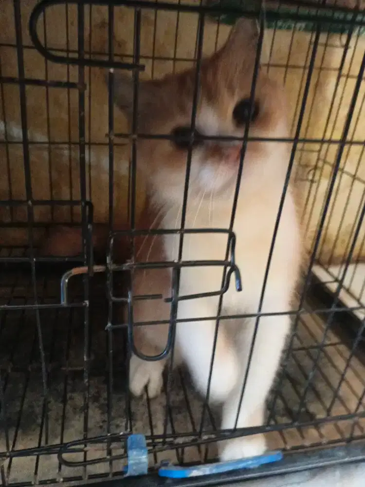 Kucing Persia proven