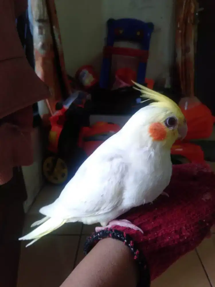 Burung falk Australia