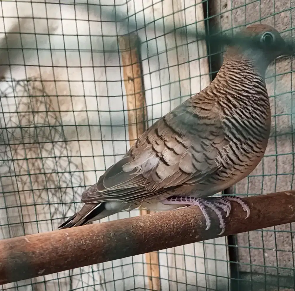 Perkutut talang mas bahan semar