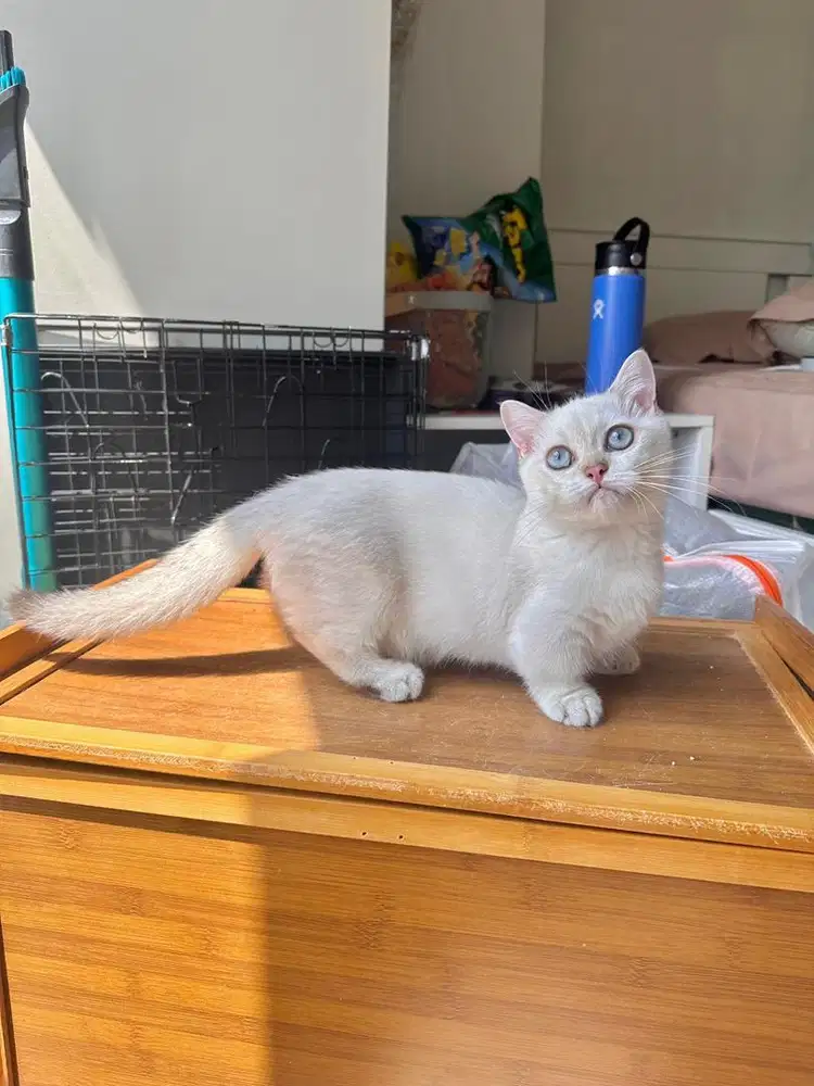 Bsh munchkin silver british shorthair Jantan kucing male